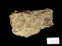 藏品(不明腕骨)的圖片